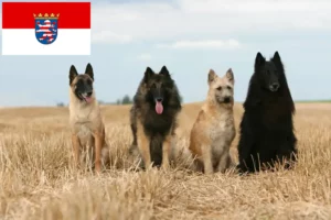 Lire la suite à propos de l’article Éleveurs de bergers belges et chiots en Hesse