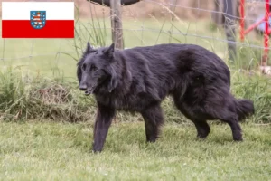 Lire la suite à propos de l’article Éleveurs de bergers belges et chiots en Thuringe