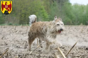 Lire la suite à propos de l’article Berger de Picardie éleveurs et chiots dans le Burgenland