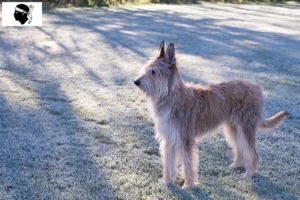 Lire la suite à propos de l’article Berger de Picardie éleveurs et chiots en Corse