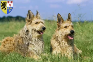 Lire la suite à propos de l’article Berger de Picardie éleveurs et chiots en Hauts-de-France