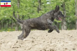 Lire la suite à propos de l’article Berger de Picardie Éleveurs et chiots dans le Mecklembourg-Poméranie occidentale