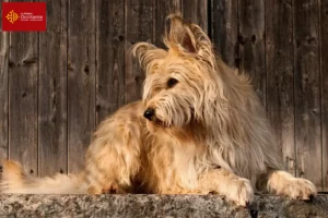 Lire la suite à propos de l’article Berger de Picardie éleveurs et chiots en Occitanie