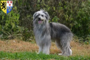 Lire la suite à propos de l’article Berger des Pyrénées éleveurs et chiots en Hauts-de-France