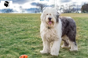 Lire la suite à propos de l’article Éleveurs de bobtails et chiots en Corse