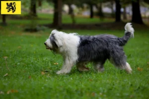 Lire la suite à propos de l’article Éleveurs de bobtails et chiots en Flandre