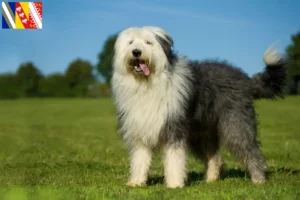 Lire la suite à propos de l’article Éleveurs de bobtails et chiots en Grand Est