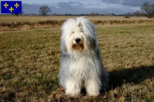 Lire la suite à propos de l’article Éleveurs de bobtails et chiots en Île-de-France