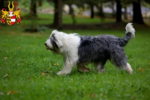 Lire la suite à propos de l’article Éleveurs de bobtails et chiots en Carinthie