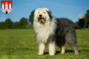 Lire la suite à propos de l’article Éleveurs de Bobtails et chiots à Salzbourg