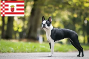 Lire la suite à propos de l’article Éleveurs de Boston Terrier et chiots à Brême