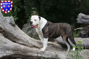 Lire la suite à propos de l’article Éleveurs de Bouledogues américains et chiots en Centre-Val de Loire