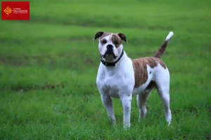 Lire la suite à propos de l’article Éleveurs de Bouledogues américains et chiots en Occitanie