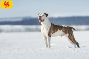 Lire la suite à propos de l’article Éleveurs de Bouledogues américains et chiots en Région wallonne