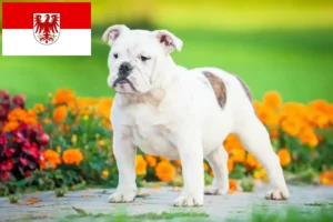 Lire la suite à propos de l’article Bouledogue anglais éleveurs et chiots dans le Brandebourg