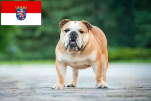 Lire la suite à propos de l’article Bouledogue anglais éleveurs et chiots en Hesse