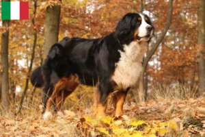 Lire la suite à propos de l’article Bouvier bernois éleveurs et chiots en Italie