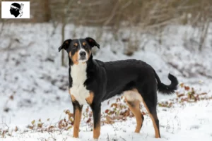 Lire la suite à propos de l’article Bouvier d’Appenzell éleveurs et chiots en Corse