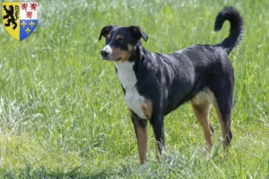 Lire la suite à propos de l’article Bouvier d’Appenzell éleveurs et chiots en Hauts-de-France