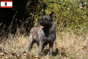 Lire la suite à propos de l’article Bouvier des Ardennes éleveurs et chiots à Berlin