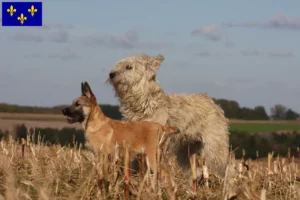 Lire la suite à propos de l’article Bouvier des Ardennes Éleveurs et chiots en Île-de-France