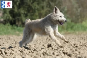 Lire la suite à propos de l’article Bouvier des Ardennes éleveurs et chiots en Nouvelle-Aquitaine