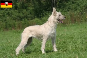 Lire la suite à propos de l’article Bouvier des Ardennes éleveurs et chiots en Sarre