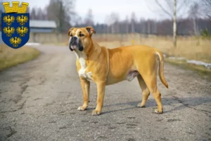 Lire la suite à propos de l’article Ca de Bou Éleveurs et chiots en Basse-Autriche