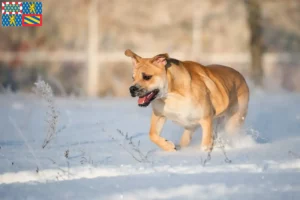 Lire la suite à propos de l’article Ca de Bou éleveurs et chiots en Bourgogne-Franche-Comté