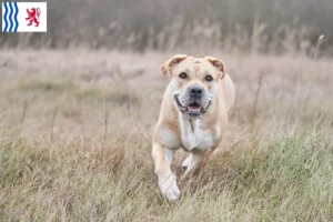 Lire la suite à propos de l’article Ca de Bou Éleveurs et chiots en Nouvelle-Aquitaine