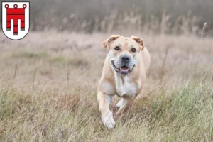 Lire la suite à propos de l’article Ca de Bou Éleveurs et chiots dans le Vorarlberg