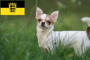 Lire la suite à propos de l’article Éleveurs de chihuahuas et chiots en Baden-Württemberg