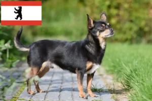 Lire la suite à propos de l’article Éleveurs de chihuahuas et chiots à Berlin