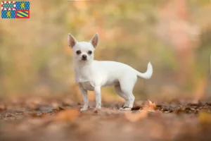 Lire la suite à propos de l’article Éleveurs de chihuahuas et chiots en Bourgogne-Franche-Comté