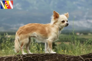 Lire la suite à propos de l’article Éleveurs de chihuahuas et chiots en Grand Est