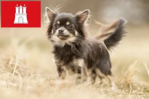 Lire la suite à propos de l’article Éleveurs de chihuahuas et chiots à Hambourg