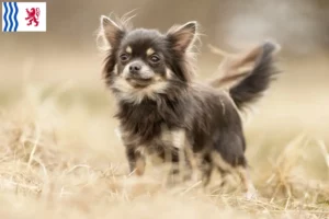 Lire la suite à propos de l’article Éleveurs de chihuahuas et chiots en Nouvelle-Aquitaine