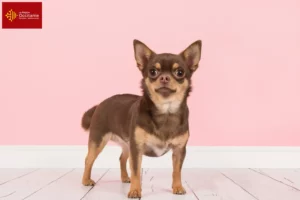 Lire la suite à propos de l’article Éleveurs de chihuahuas et chiots en Occitanie