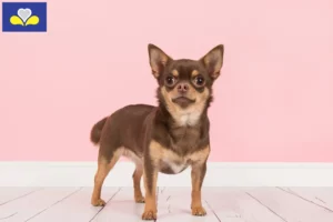 Lire la suite à propos de l’article Éleveurs de chihuahuas et chiots en Région de Bruxelles-Capitale