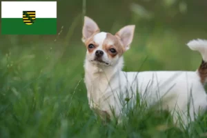 Lire la suite à propos de l’article Éleveurs de chihuahuas et chiots en Saxe