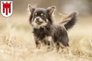 Lire la suite à propos de l’article Éleveurs de chihuahuas et chiots dans le Vorarlberg