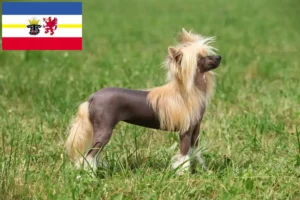 Lire la suite à propos de l’article Chinois Crested Dog éleveurs et chiots dans le Mecklembourg-Poméranie occidentale