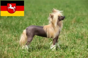 Lire la suite à propos de l’article Chinois Crested Dog éleveurs et chiots en Basse-Saxe