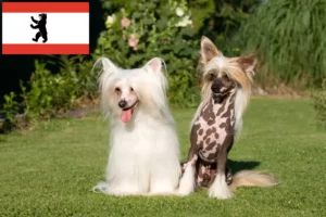 Lire la suite à propos de l’article Chinois Crested Dog éleveurs et chiots à Berlin