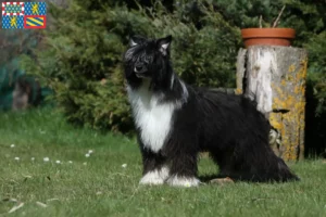 Lire la suite à propos de l’article Éleveurs de chiens chinois à crête et chiots en Bourgogne-Franche-Comté