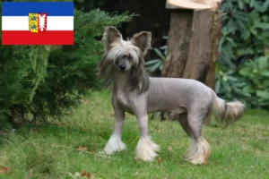 Lire la suite à propos de l’article Chinois Crested Dog éleveurs et chiots dans le Schleswig-Holstein