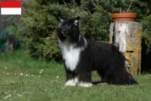 Lire la suite à propos de l’article Chinois Crested Dog éleveurs et chiots à Vienne