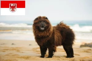 Lire la suite à propos de l’article Éleveurs de Chow-Chow et chiots dans le Brandebourg