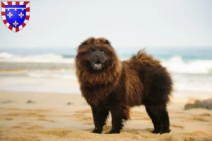 Lire la suite à propos de l’article Éleveurs de Chow-Chow et chiots en Centre-Val de Loire