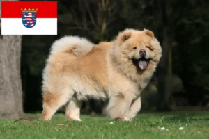 Lire la suite à propos de l’article Éleveurs de Chow-Chow et chiots en Hesse